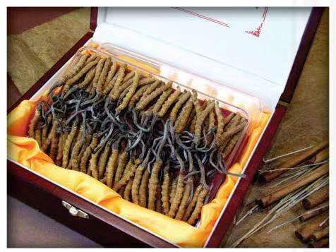 剑川冬虫夏草回收